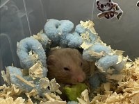 Suriye hamsteri