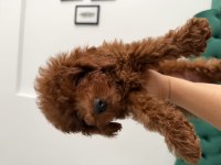 2 aylık minik yavru poodle
