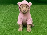 Maltipoo minikler