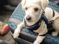 Bichon frise anne toy poodle baba kırması