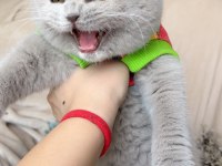 Mükemmel kız bebeklerim scottish fold top kafalar