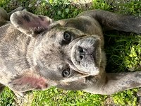 8 Aylık Özel Renkte French Bulldog Erkek
