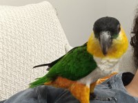 Cana Yakın Caique (Kayık) Papağanı