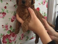 Irk Ve Sağlık Garantili Toy Poodle