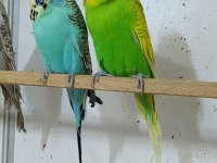 Show jumbo muhabbet kuşu ve salma kafes