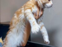 Üst kaliteli maine coon erkek polydactyl silver red