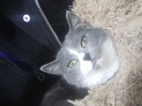 British shorthair kedimi çiftleştirmek istiyorum