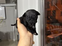 Gül kuyruk sıfır burun pug köpekler