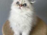 Scottish Fold Longhair