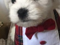 Yavru 0 numara terrier