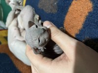 SAFKAN KANADA SFENKS YAVRULARI