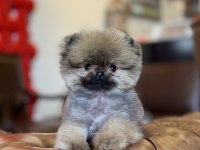 MİKRO TEA CUP ORANGE AYI SURAT POMERANİAN BOO
