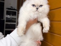 Güzel British Longhair Prenses Kızımız