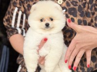 Ayı Surat Erkek Pomeranian Boo