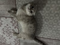 Scottish fold oğlum paşayı sahiplendiriyorum