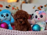 Şecereli Mini Boy Kore Toy Poodle Yavrularımız