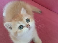 Kedimize yeni ailelerimiz aranıyor
