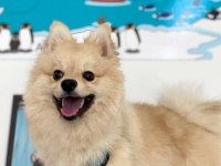 Şirin, sevimli pomeranian