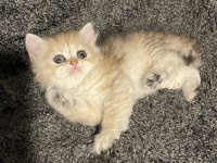 Anne Baba Şecereli Golden Safkan British Longhair Dişi