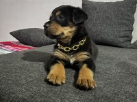 2 aylık bebek rottweiler