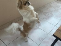 1 Yaşında Pekinez