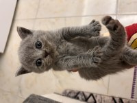 British shorthair yavru kedimiz