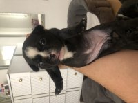 Safkan french bulldog