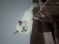 British shorthair erkek