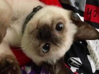 Show Siamese Yavrularımız Teslime Hazır