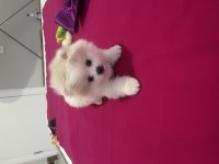 Pomeranian teddy bear