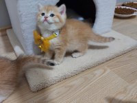 Ny12 Golden British Shorthair Yavrularım
