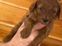 Üst kalite ev ortamında büyüyüyen Poodle güzellikleri