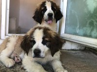 Saint bernard bebek köpekler