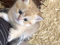 Çok tatlı 2 adet scottish fold 1 adet british kediler