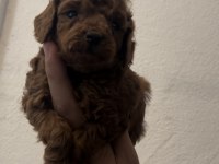 Anne altından Teacup Kore kan Koyu renk Genetik poodle