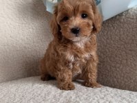 Mini Boy Maltipoo Yavrularımız Ped Eğitimli