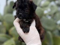 Sevgililer gününe özel maltipoo