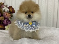Pomeranian boo yavrular sağlık ırk garantili
