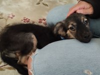 Çok sevecen ve sağlıklı pinscher