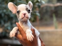 A KALİTE FRANSIZ BULLDOG YAVRULARIMIZ