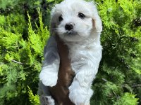 Safkan Maltese Terrier Yavrularımız Hazır