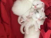 Chinchilla 1,5 Aylık Yavrular