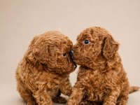 Sevimli Poodle Yavruları