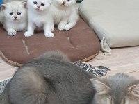 Scottish fold ve british yavrularımız 40 günlük