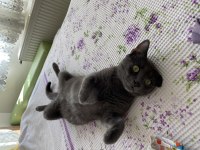 2 yaşında russian blue
