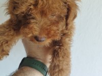 Safkan Red Brown Toy ve Kore Poodle Yavrular - Üst Kalite