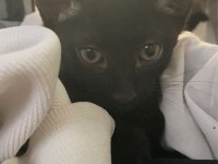 2.5 aylık mavi russian blue kırma sahiplendirme