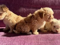 Terrier yavrularımız sahiplendirilecekler