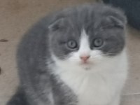 2 aylık teslime hazır scottish fold yavrular