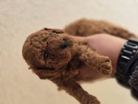 Toy Poodle Yavrularımız